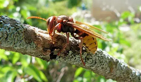 hornet-417939_1280.webp