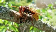 hornet-417939_1280.webp