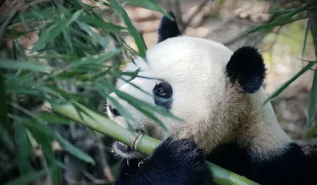 panda-4461766_1280 (1).webp