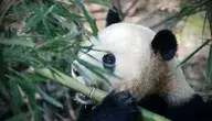 panda-4461766_1280 (1).webp