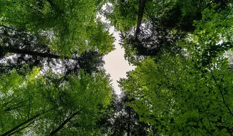 forest-3409907_1280.webp
