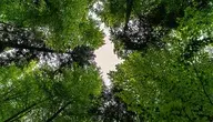 forest-3409907_1280.webp