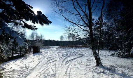 forest-1143651_1280.webp