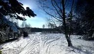forest-1143651_1280.webp