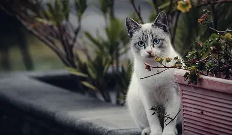 cat-7688749_1280.webp
