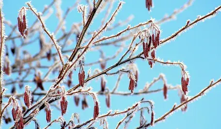 winter-3943765_1280.webp