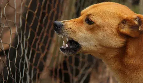 dog-486553_1280.webp