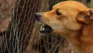 dog-486553_1280.webp