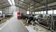 dairy-farm-2811887_1280.webp