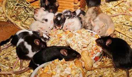 mice-1116810_1280.webp