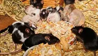 mice-1116810_1280.webp