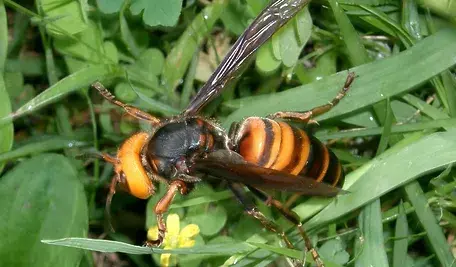 Vespa_mandarinia_japonica1 (1).webp