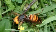 Vespa_mandarinia_japonica1 (1).webp