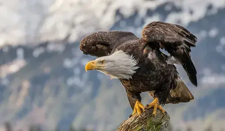 1350px-Bald_eagle_about_to_fly_in_Alaska_(2016).webp
