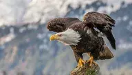 1350px-Bald_eagle_about_to_fly_in_Alaska_(2016).webp