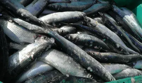 herring-1242193_1280.webp