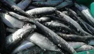 herring-1242193_1280.webp