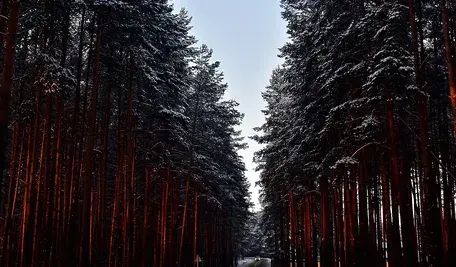 nature-3463957_1280.webp