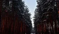 nature-3463957_1280.webp