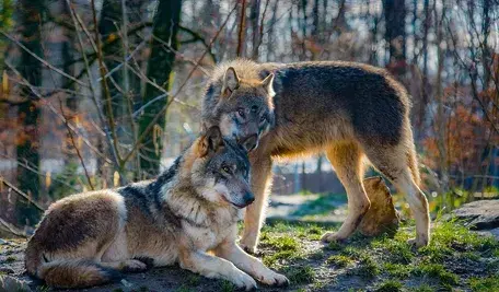 wolves-2178126_1280.webp