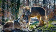 wolves-2178126_1280.webp