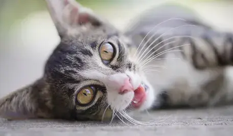 cat-6735840_1280.webp