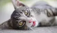 cat-6735840_1280.webp