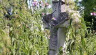 MCz_Wolyn ok.webp