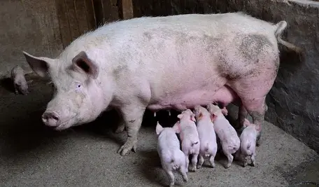pig-2671623_1280.webp