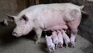 pig-2671623_1280.webp