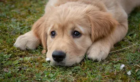 dog-4372036_1280 (1).webp