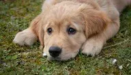 dog-4372036_1280 (1).webp