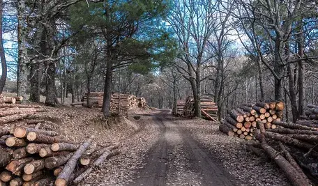 wood-1921822_1280.webp