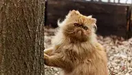 persians-4146814_1280.webp