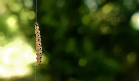 larva-3419030_1280.webp