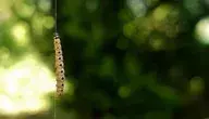 larva-3419030_1280.webp