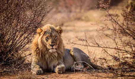 lion-5873637_1280.webp