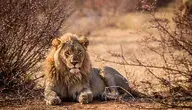 lion-5873637_1280.webp