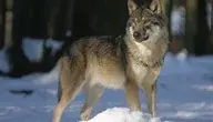 wolf-725388_1280.webp