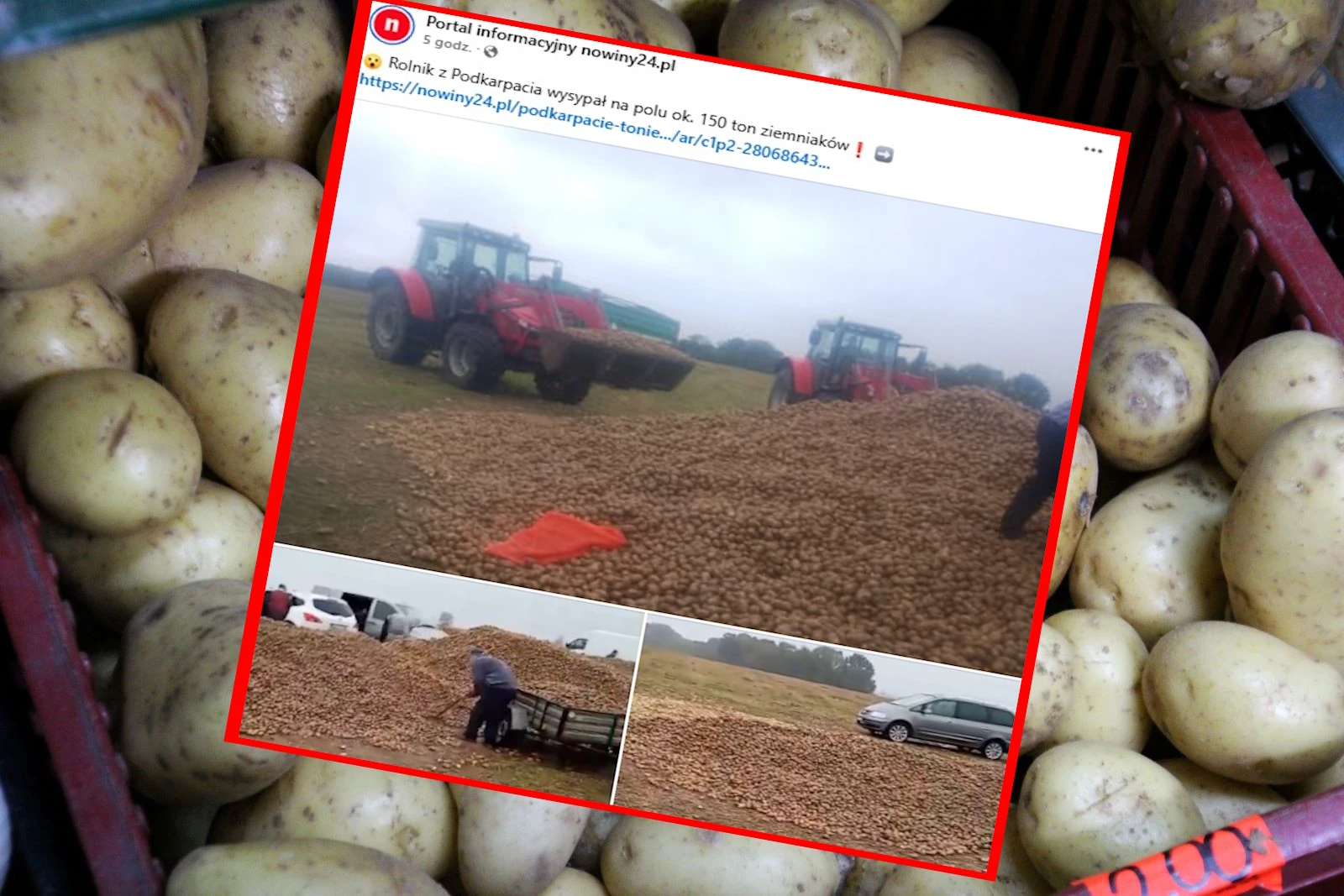 Dramat na Podkarpaciu. Wysypał 150 ton ziemniaków na pole, bo nie opłaca się ich sprzedawać