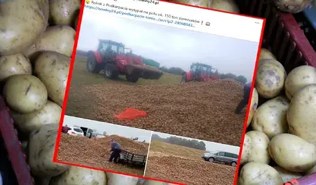 Na Podkarpaciu rolnik wysypał 150 ton ziemniaków – symbol kryzysu w polskim rolnictwie i niskich cen skupu.