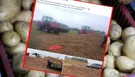 Na Podkarpaciu rolnik wysypał 150 ton ziemniaków – symbol kryzysu w polskim rolnictwie i niskich cen skupu.
