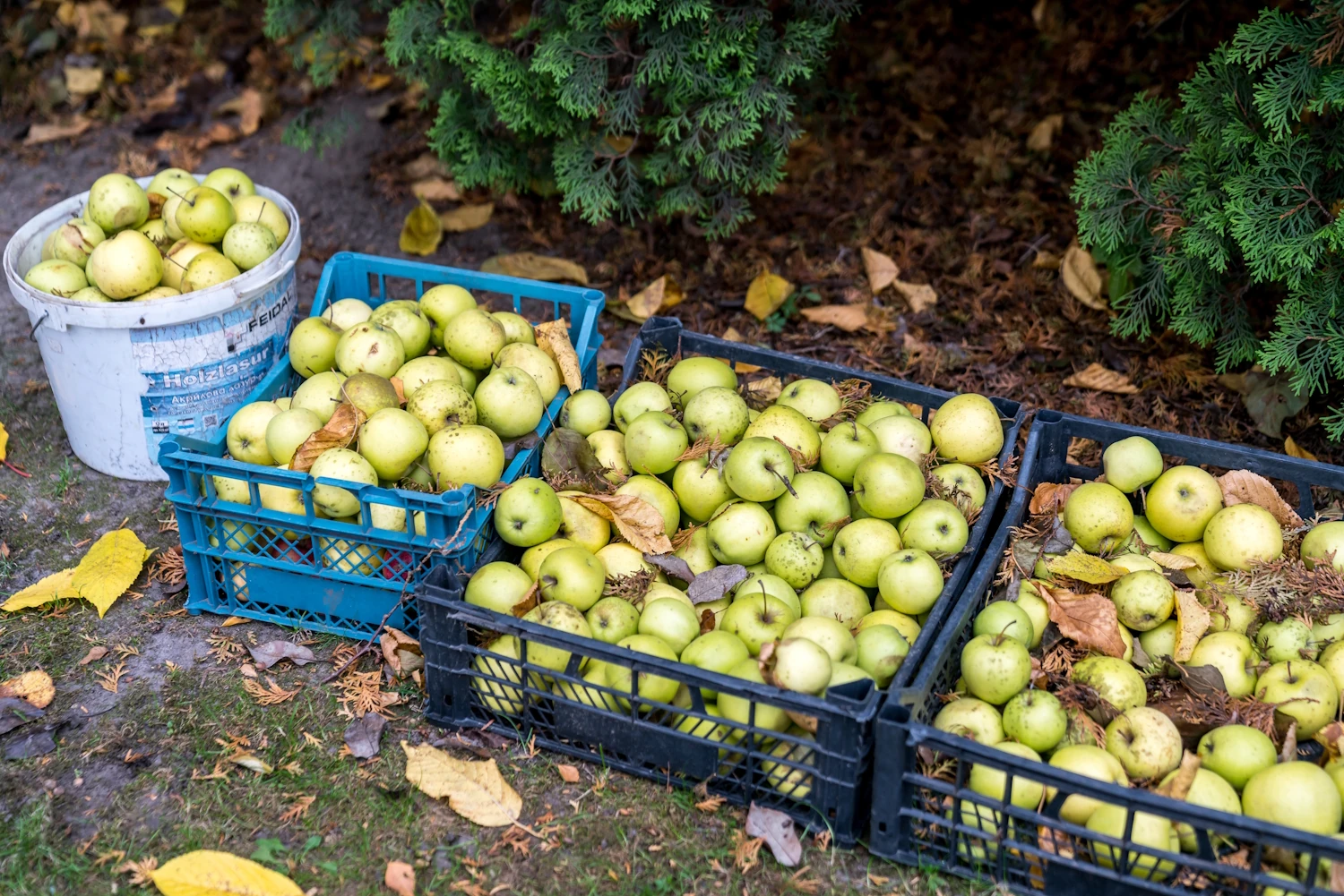 „Cwaniakowanie przy samozbiorach”. WP donosi, iż duże markety chcą owoców i warzyw od rolników za pół darmo. Nam będą sprzedawać kilka razy drożej