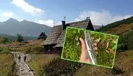 Szlak turystyczny w Tatrach z nałożonym zdjęciem woreczka toaletowego udostępnianego w ramach pilotażowego programu Tatrzańskiego Parku Narodowego – nowa inicjatywa ma pomóc w walce z problemem dzikich toalet w górach.