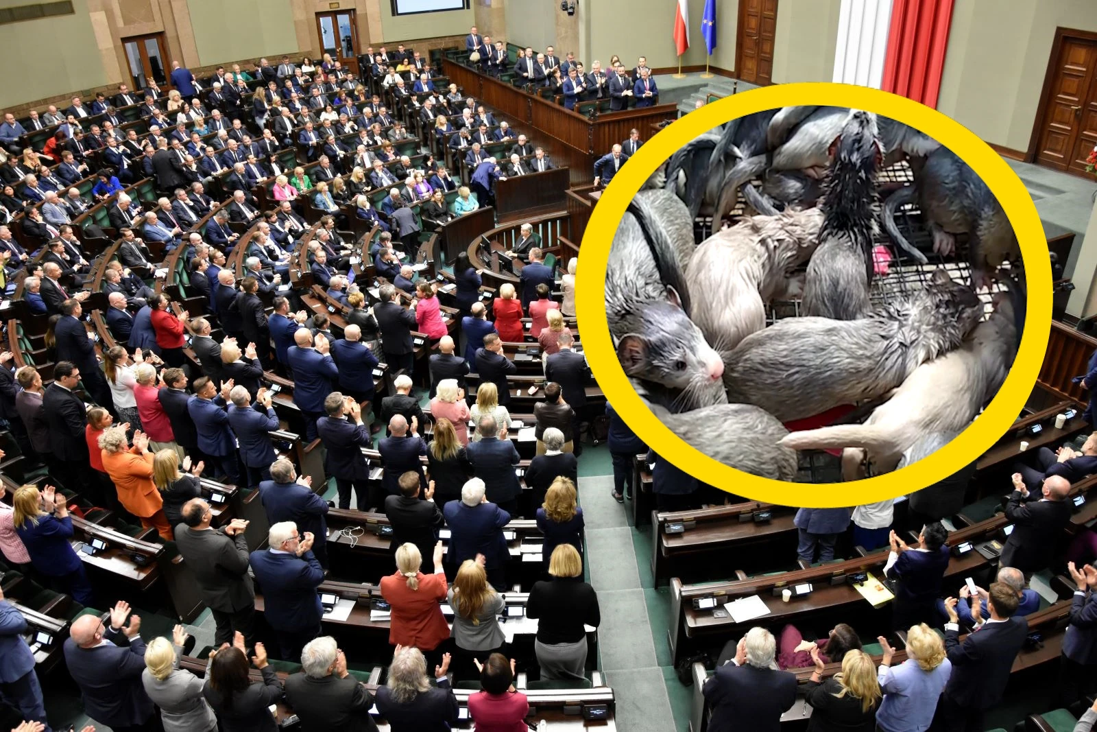 Szokujące sceny w Sejmie! Ktoś groził posłance, w tle zakaz hodowli zwierząt na futra
