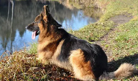 dog-4586359_1280