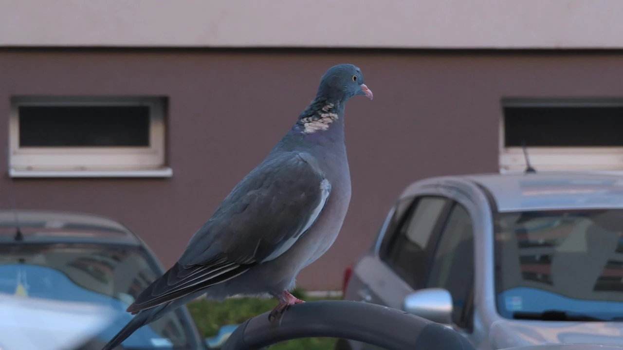 Twój samochód ciągle obrywa od ptaków? To nie przypadek. Naukowcy wiedzą, co je przyciąga