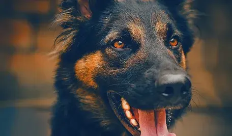 W Zielonej Górze doszło do śmiertelnego ataku psów na kierowcę ciężarówki. Śledczy badają, dlaczego zwierzęta wcześniej zwrócono właścicielowi mimo wcześniejszych ataków.