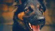 W Zielonej Górze doszło do śmiertelnego ataku psów na kierowcę ciężarówki. Śledczy badają, dlaczego zwierzęta wcześniej zwrócono właścicielowi mimo wcześniejszych ataków.