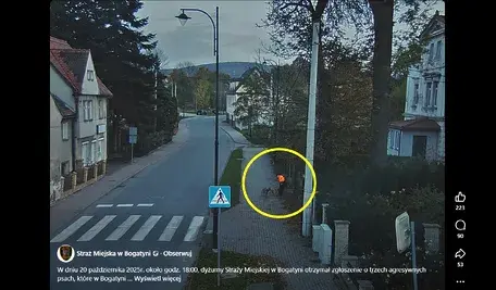 Trzy psy zaatakowały chłopca w Bogatyni. Młodzieniec uciekł na murek dopóki z pomocą nie ruszył kierowca przejeżdżającego samochodu